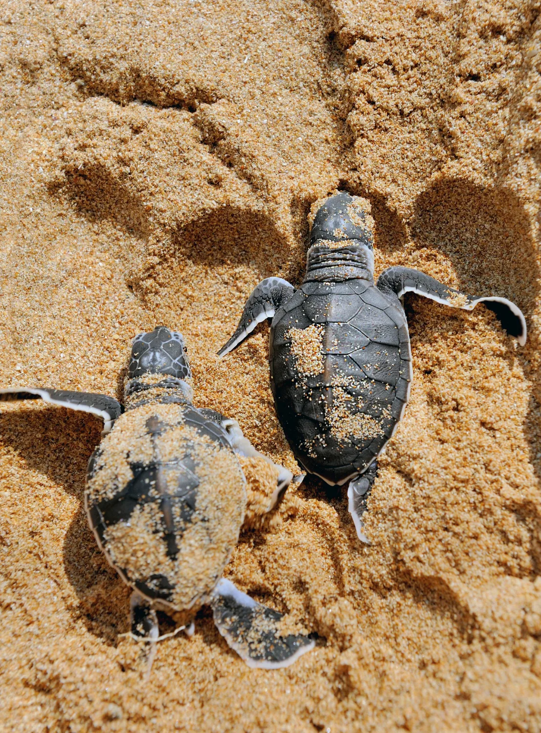 Sea Turtle Nesting Tours